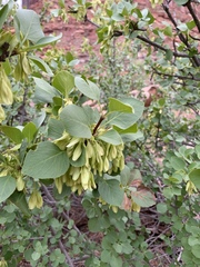 Fraxinus anomala