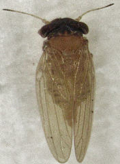 Ctenarytaina insularis