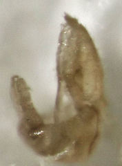 Ctenarytaina insularis