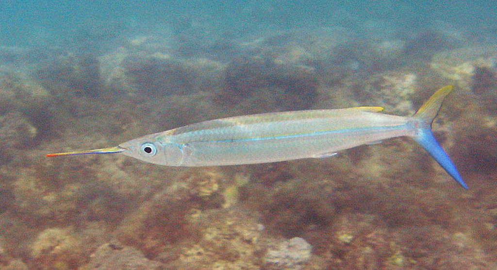 Barred Halfbeak