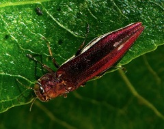 Agrilus quadriguttatus