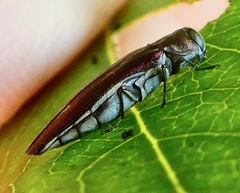 Agrilus quadriguttatus
