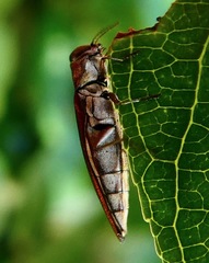 Agrilus quadriguttatus