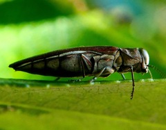 Agrilus quadriguttatus
