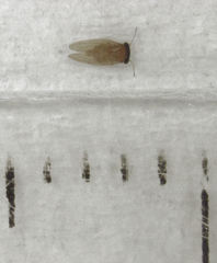 Ctenarytaina insularis