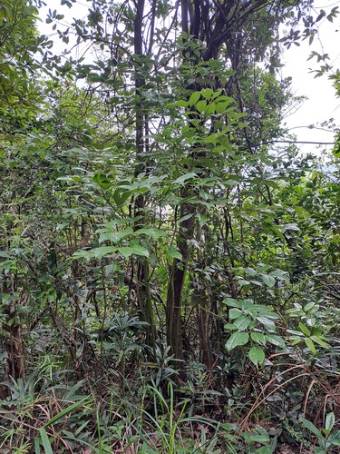 Martaban camphor wood (Cinnamomum parthenoxylon)