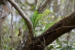 Clowesia