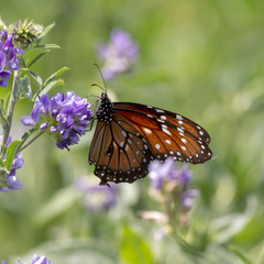 Danaus eresimus plexaure