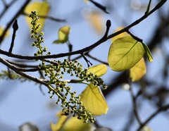Coccoloba acapulcensis