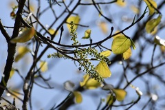 Coccoloba acapulcensis