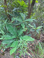Fissured Chinquapin (Castanopsis fissa)