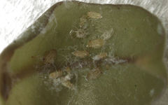 Ctenarytaina insularis