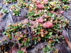 Actinotus novae-zelandiae