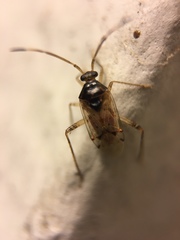 Eustictus