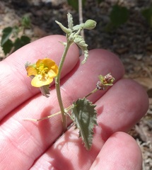 Abutilon parvulum