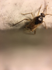 Eustictus