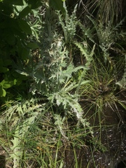 Cirsium douglasii