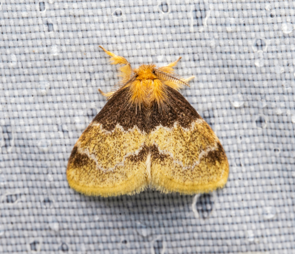 Rhypotoses adela