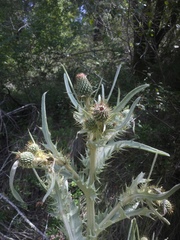 Cirsium douglasii