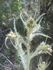 Cirsium douglasii
