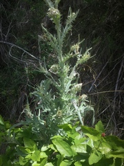 Cirsium douglasii