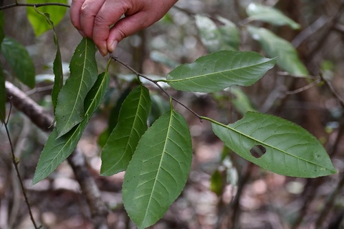 Prunus salasii, photograph 3