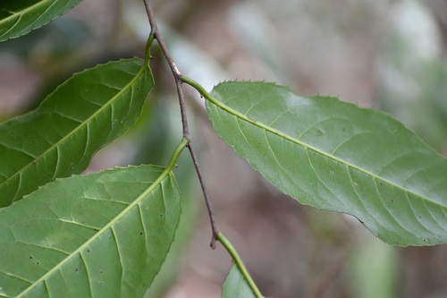 Prunus salasii, photograph 1