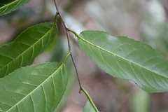 Prunus salasii