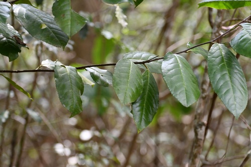 Prunus salasii, photograph 2