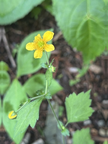Geum japonicum, photograph 5