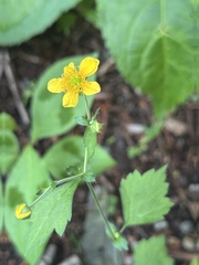 Geum japonicum, photograph (c) 岸本年郎, some rights reserved (CC BY)