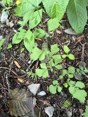 Geum japonicum, photograph (c) 岸本年郎, some rights reserved (CC BY)