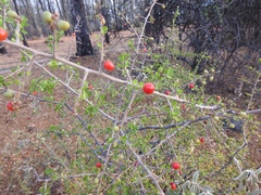 Condalia velutina