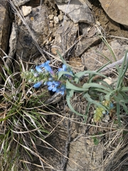 Penstemon angustifolius
