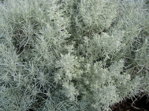 Artemisia mauiensis