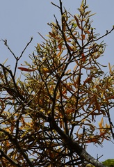 Phoradendron longifolium