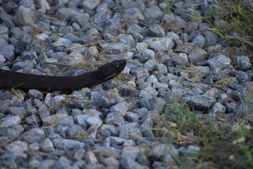 Northern Cottonmouth from Bayou Sauvage Urban National Wildlife Refuge