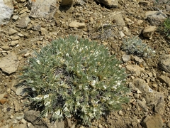 Astragalus gilviflorus