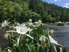 Hymenocallis coronaria
