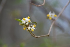 Solanum volubile