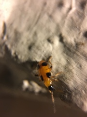 Cornulactica varicornis