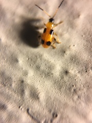 Cornulactica varicornis