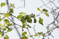 Lycianthes lenta