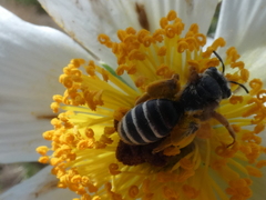 Andrena prunorum