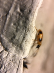 Cornulactica varicornis