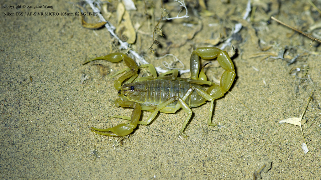 Olivierus longichelus
