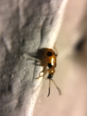 Cornulactica varicornis