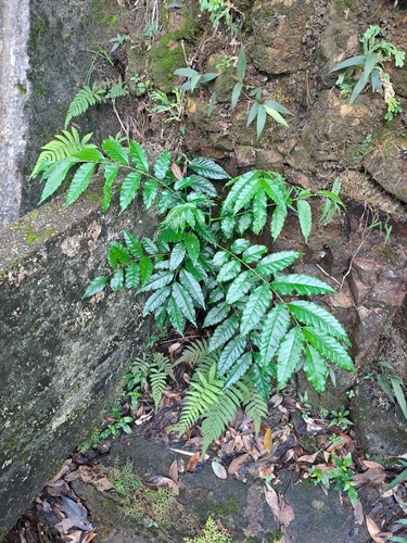 Ailanthus fordii (Ailanthus fordii)