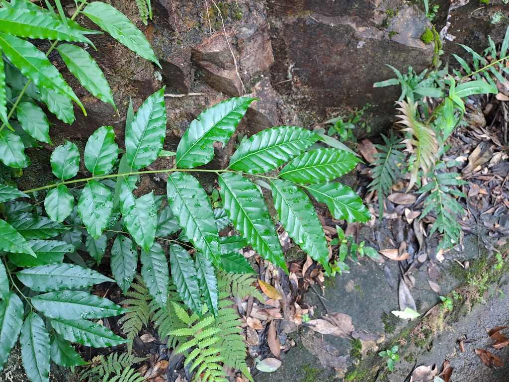 Ailanthus fordii; photograph (c) CYL, some rights reserved (CC BY)