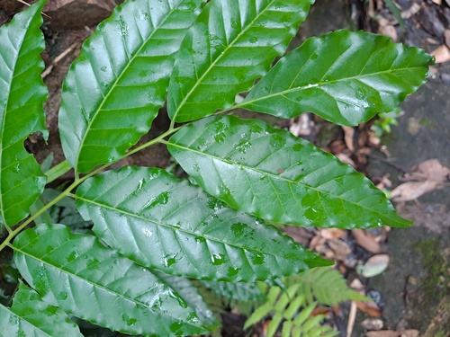 Ailanthus fordii, photograph 6